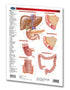 Medicine & Anatomy - Digestive System