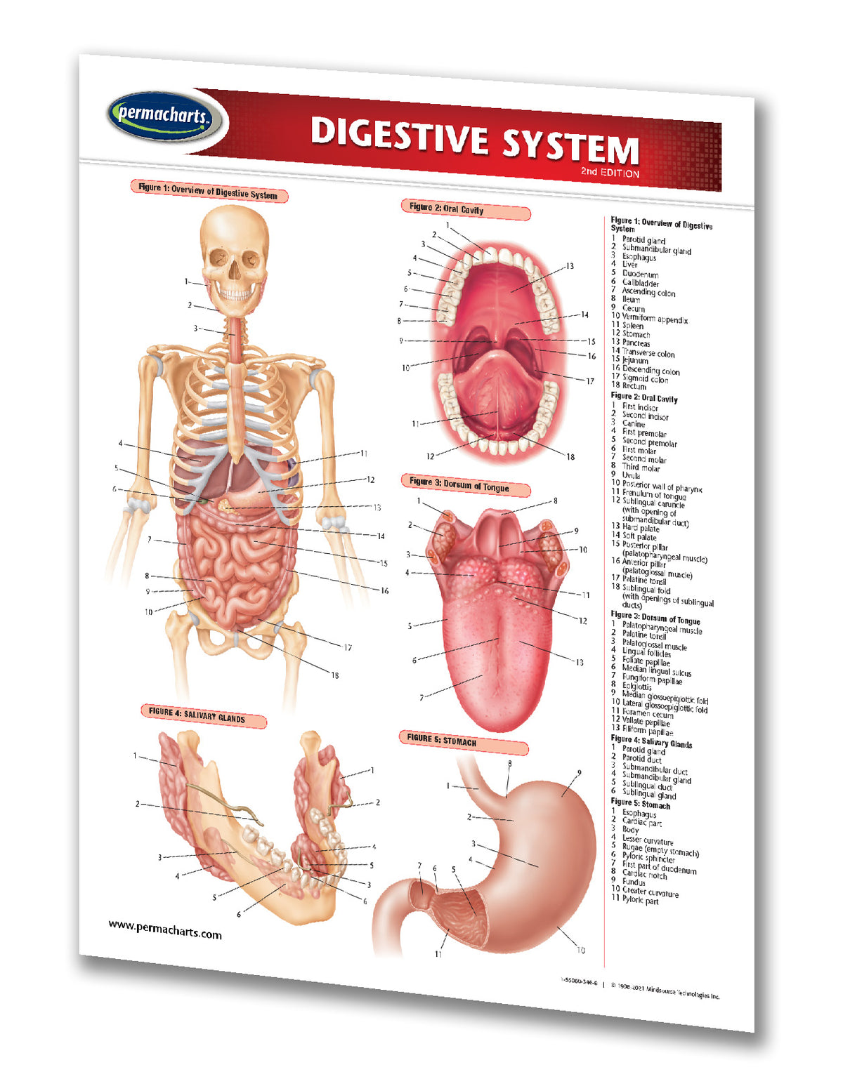 Digestive System Diagram - Quick Reference Guide – Permacharts.com