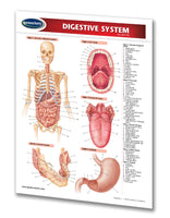 Medicine & Anatomy - Digestive System