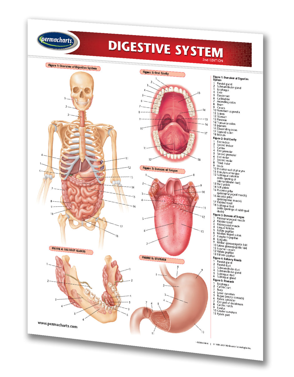 Digestive System Diagram - Quick Reference Guide – Permacharts.com