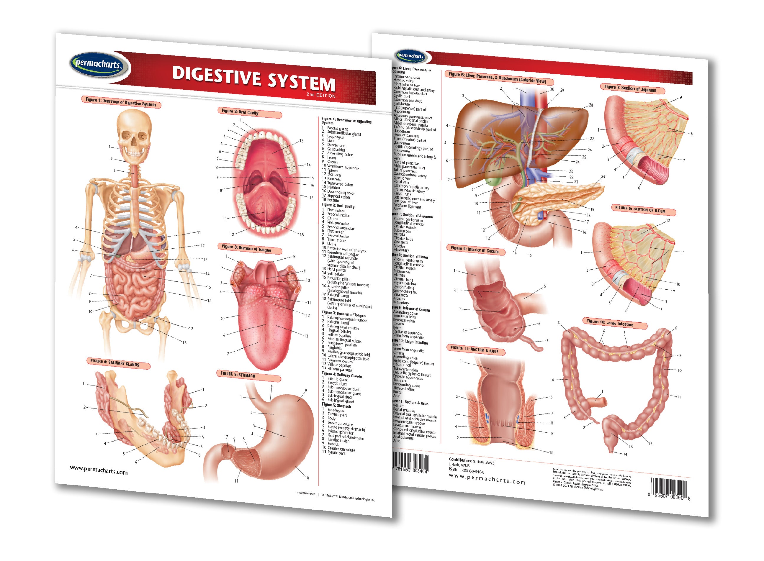 Graph For Digestive System Digestive System Chart