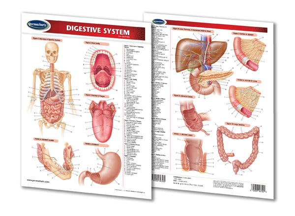 Medicine & Anatomy - Digestive System