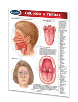 Medicine & Anatomy - Ear, Nose & Throat