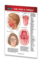 Medicine & Anatomy - Ear, Nose & Throat (Pocket Size) quick reference guide