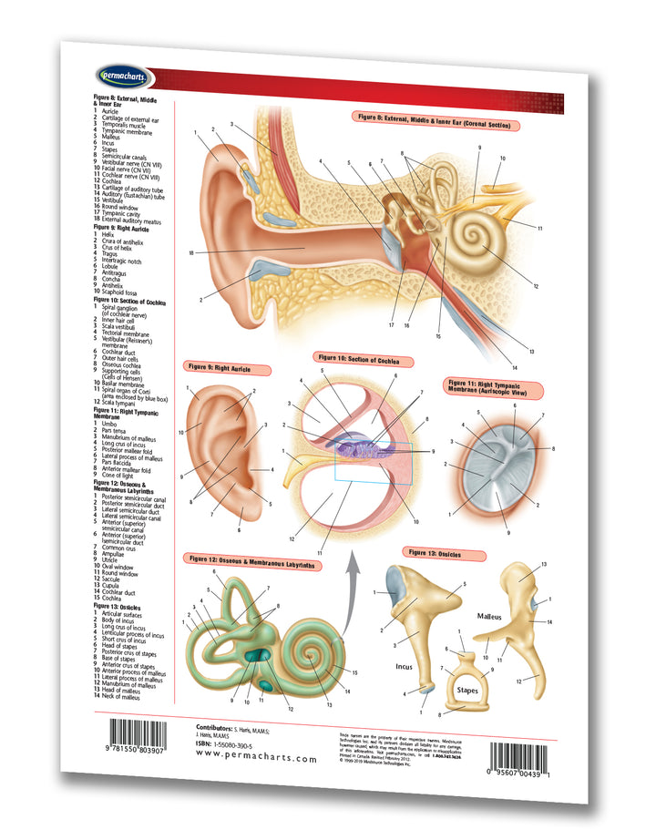 Eye and Ear Chart - 2-page Laminated Medical Quick Reference Guide ...