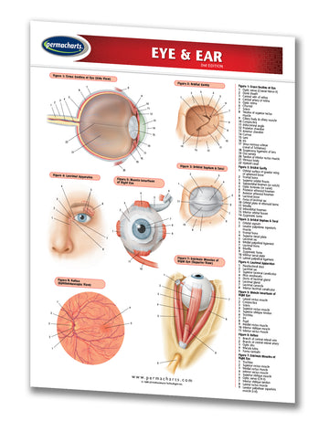 Eye and Ear Chart - 2-page Laminated Medical Quick Reference Guide ...