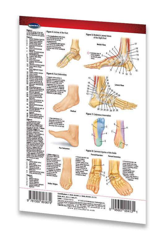 Foot and Ankle Chart - Laminated Anatomy Reference Pocket Guide ...