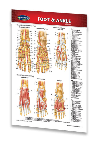 Foot and Ankle pocket medical reference guide chart