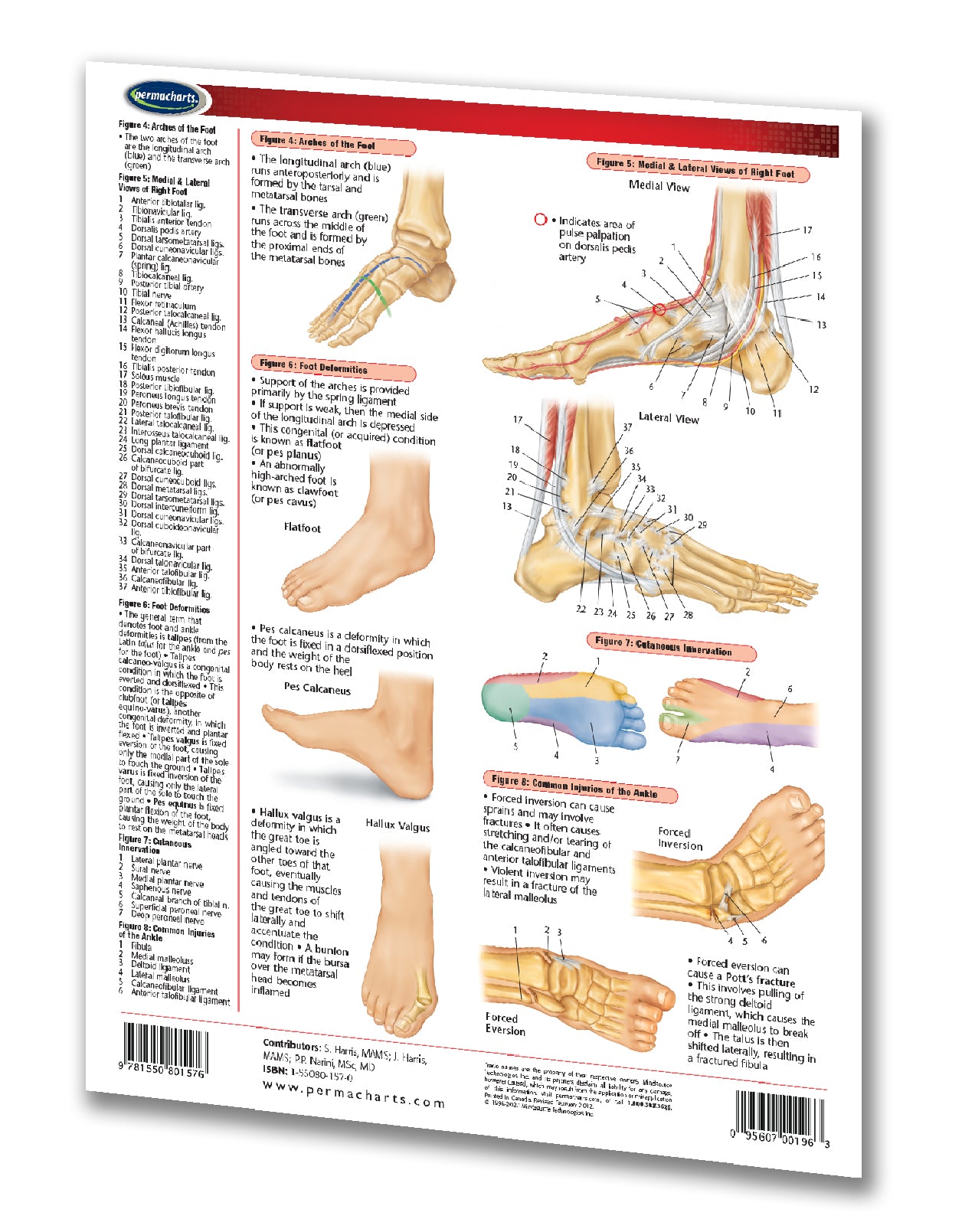 Foot Classification Chart Foot and Ankle Chart and Reference Guide - 2 - page laminated chart ...