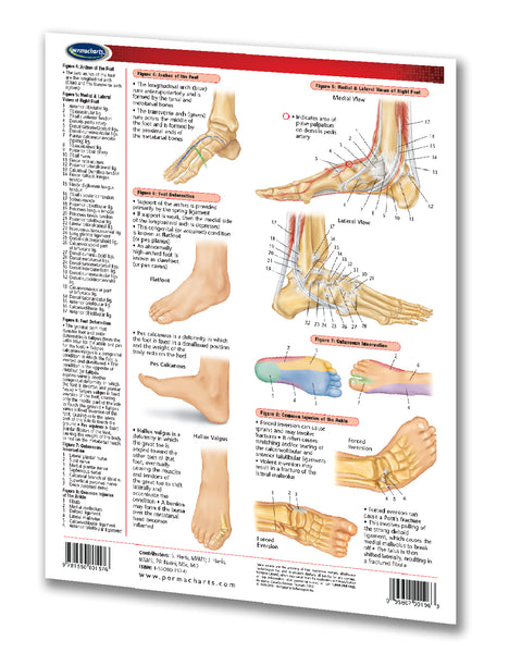 Foot & Ankle chart: Permacharts