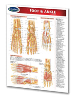 Foot & Ankle chart: Permacharts
