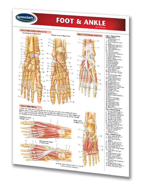 Foot & Ankle chart: Permacharts