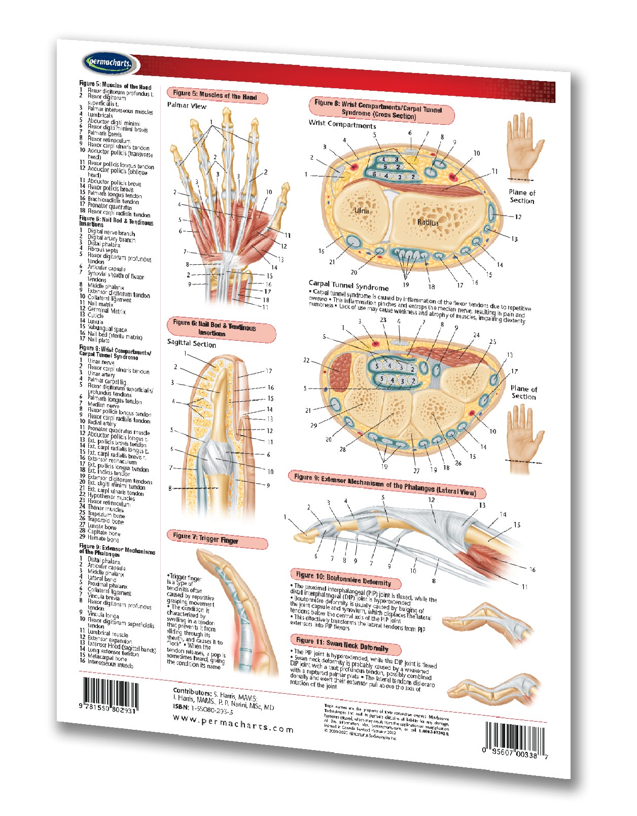 Hand Body Hand Anatomy - 2-page Lamianted Quick Reference Guide – Permacharts.com