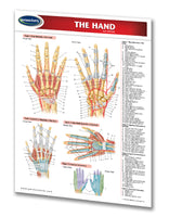 Medicine & Anatomy - Hand