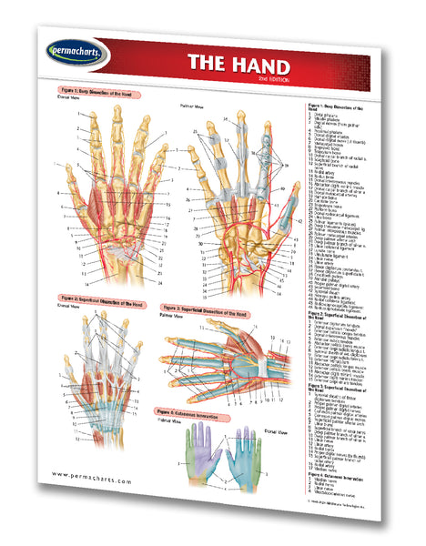 Medicine & Anatomy - Hand