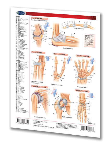 Medicine & Anatomy - Joints (Articulations)