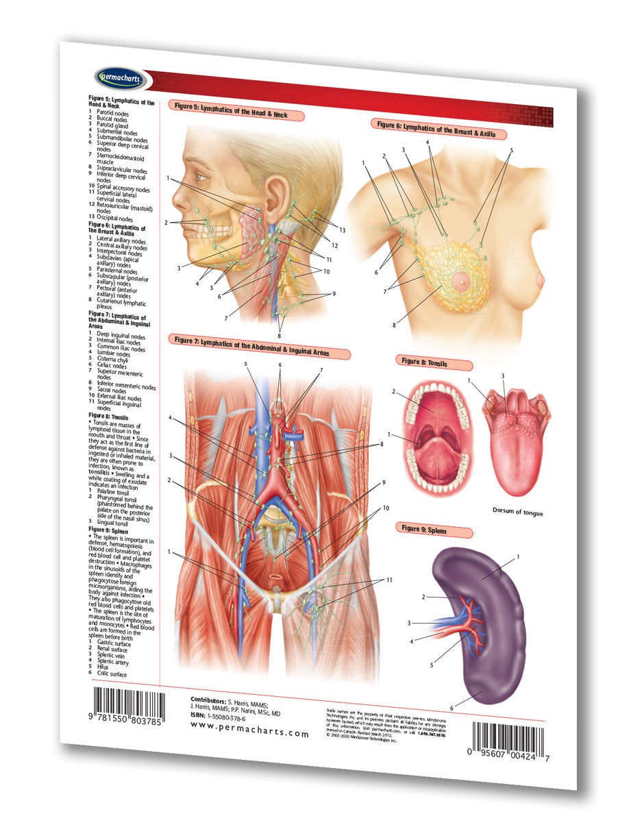 Lymphatic System Study Guide - Quick Reference Resource – Permacharts.com