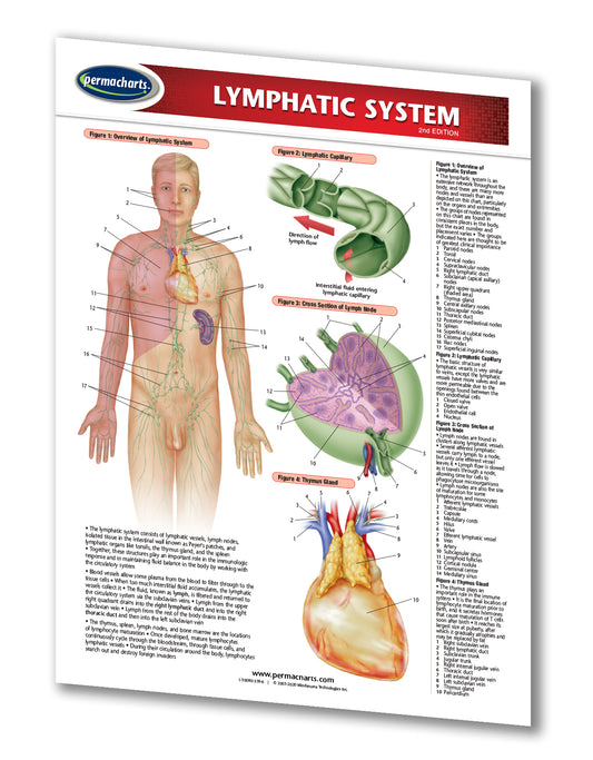 Lymphatic System Study Guide - Quick Reference Resource – Permacharts.com