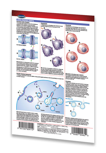 Medicine & Anatomy - Membrane Transport (Pocket Size) page 2