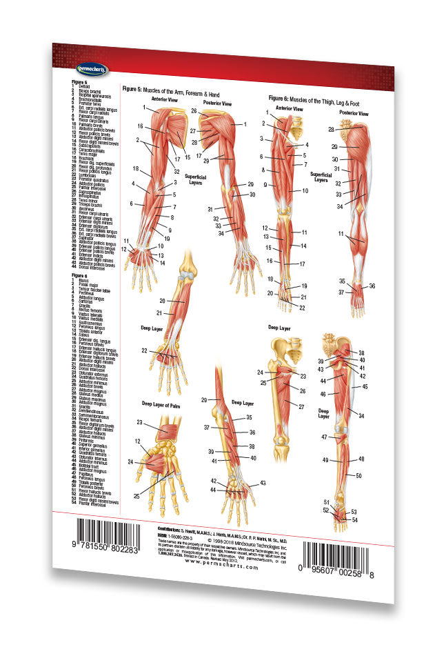 Hand Move System Muscular System Hand