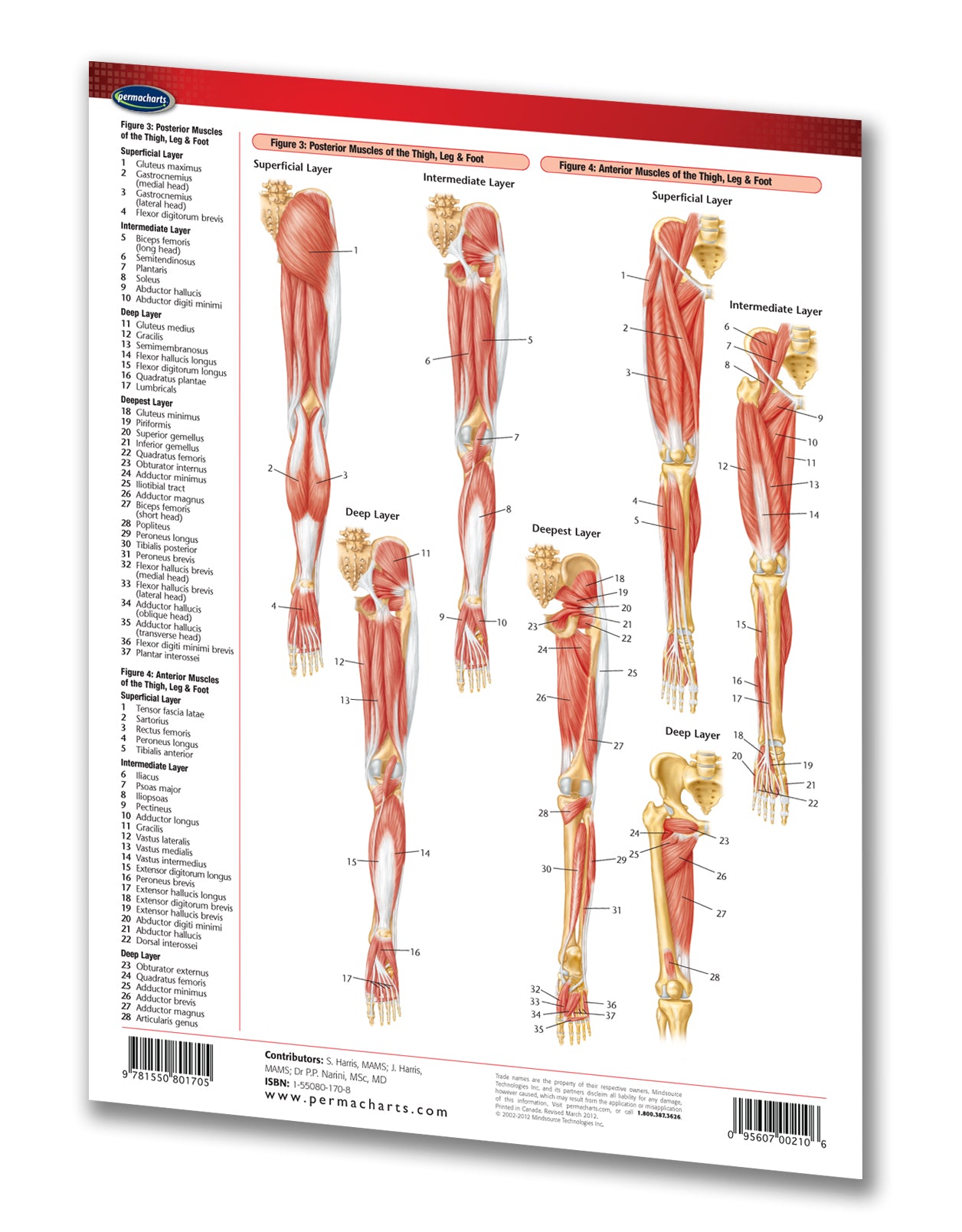 Leg Muscle Reference