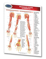 Muscular System Extremities guides