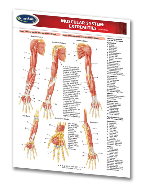 Muscular System Extremities guides
