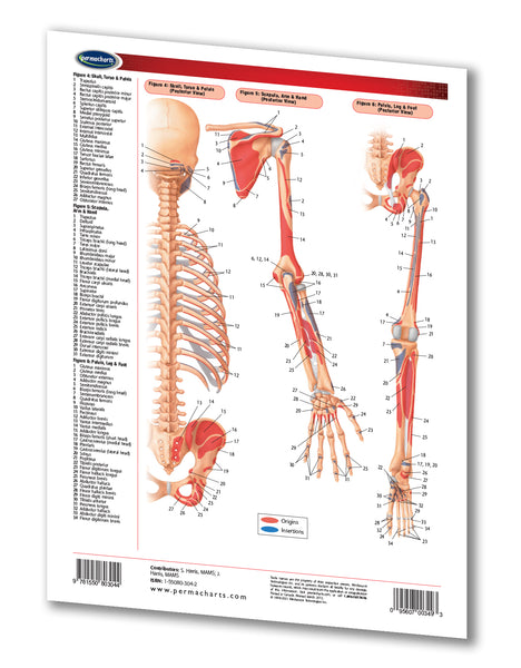 Medicine & Anatomy - Muscular Attachments
