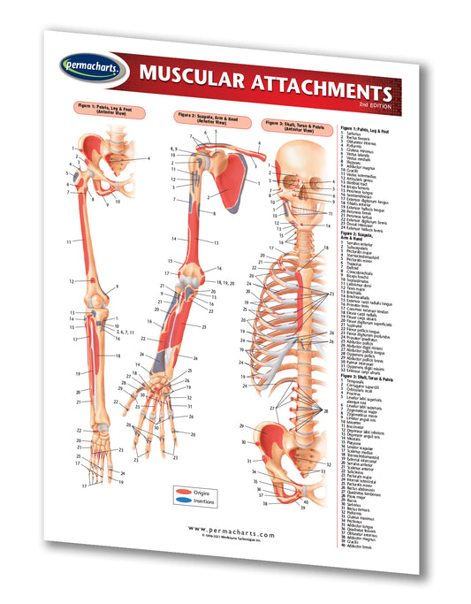 Medical Reference Charts and Anatomy Charts - Quick Reference Guides ...
