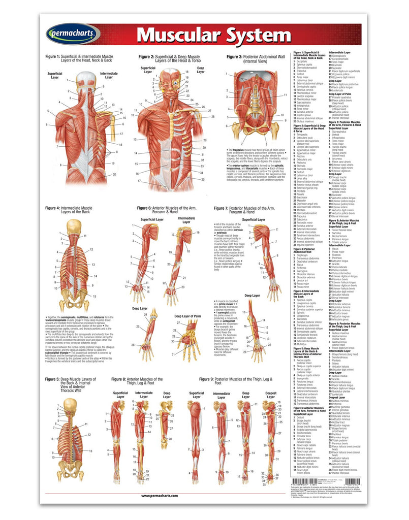Medicine & Anatomy - Muscular System (Poster)