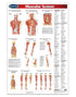 Medicine & Anatomy - Muscular System (Poster)