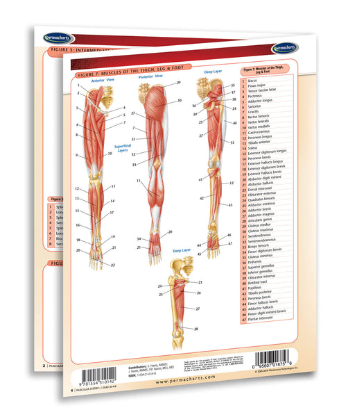 Medicine & Anatomy - Muscular System Chart page 3