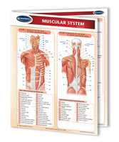 Medicine & Anatomy - Muscular System Chart