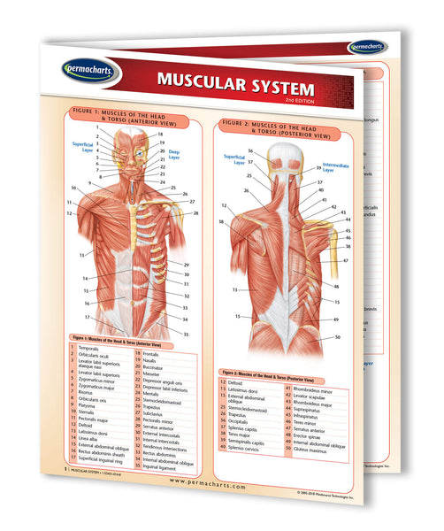 Muscular Systems Chart: Permacharts