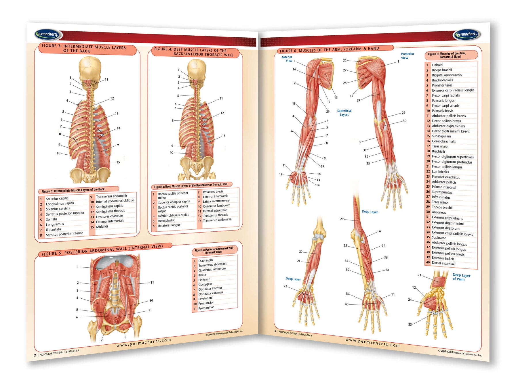 Muscles Study With Reference Muscular System Study Guide - Quick Reference Resource – Permacharts.com