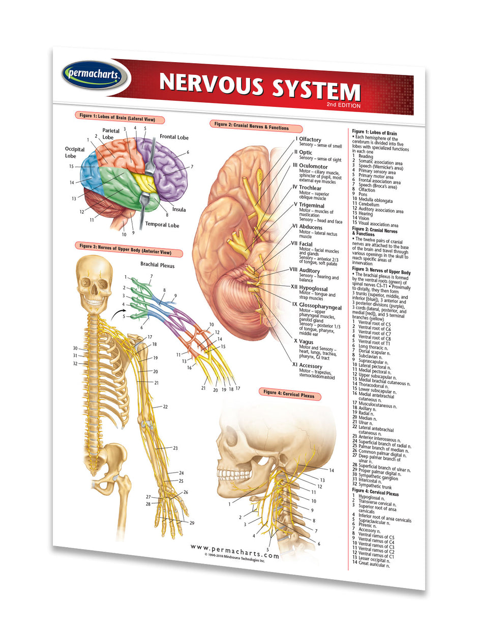 Nervous System Study Guide - Quick Reference Resource – Permacharts.com