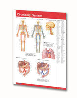 Nervous System laminated poster: Permacharts