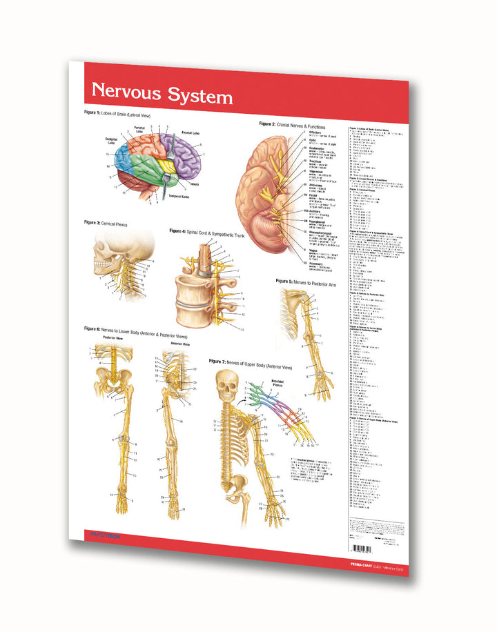 Laminated Anatomy Poster of the Nervous System / Circulatory System ...