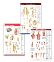Physiotherapist office art medical poster bundle: Permacharts