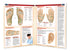 Reflexology chart: Permacharts