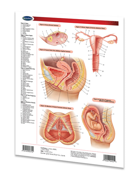 Medicine & Anatomy - Reproductive System