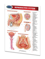 Medicine & Anatomy - Reproductive System