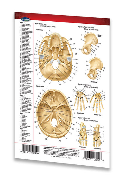 Skeletal System - Medical Pocket Chart - Quick Reference Guide