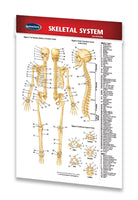 Skeletal System - Medical Pocket Chart - Quick Reference Guide