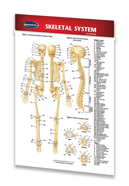 Skeletal System - Medical Pocket Chart - Quick Reference Guide