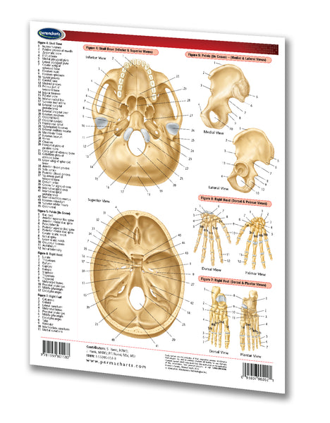 Skeletal System chart reference guide: Permacharts
