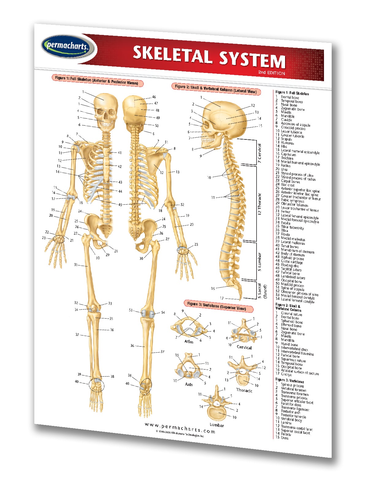 Skeleton System Plan Skeletal System Chart