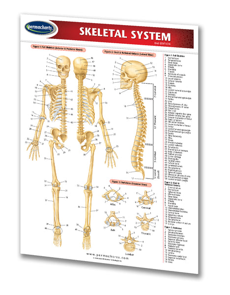 Skeletal System chart reference guide: Permacharts