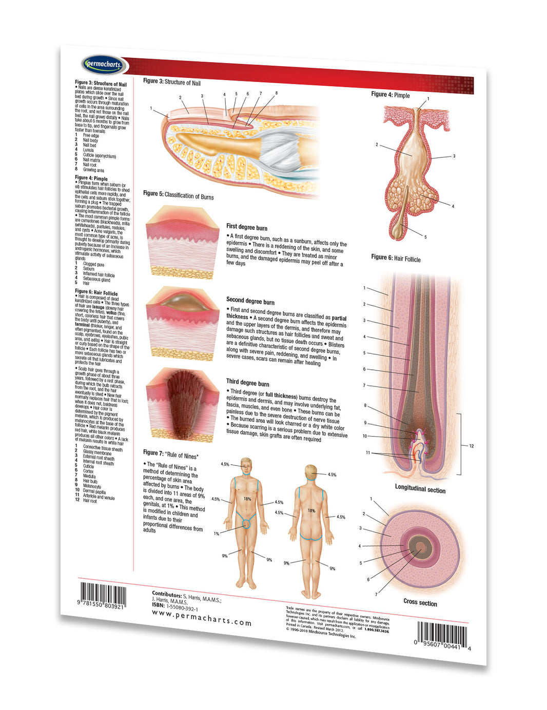 The Skin Study Guide - Medical Quick Reference Resource – Permacharts.com