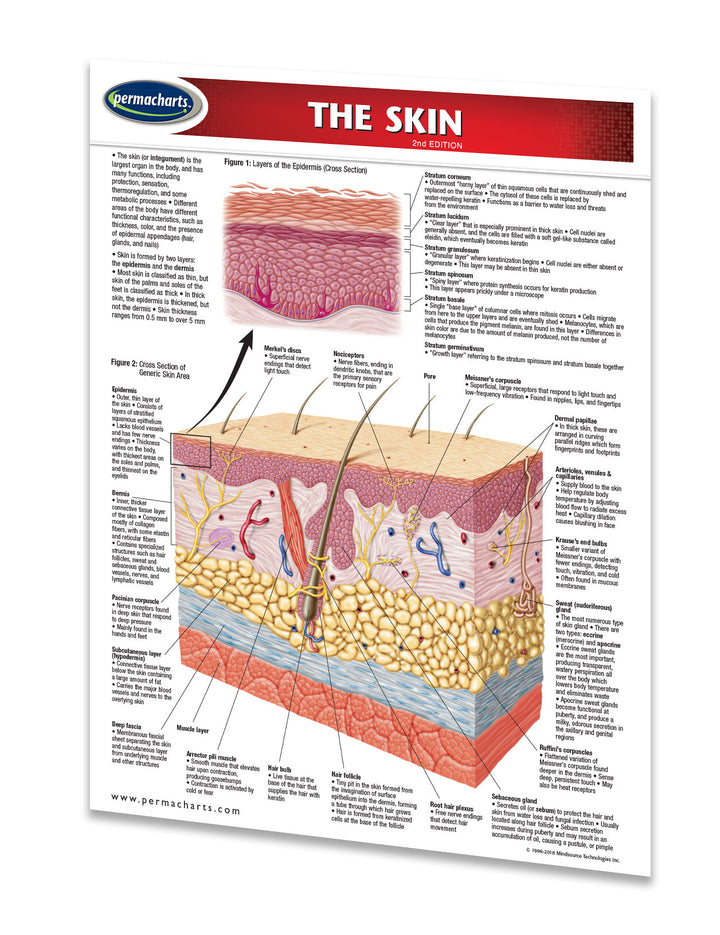 The Skin Study Guide - Medical Quick Reference Resource – Permacharts.com